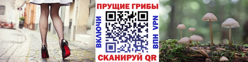 Галлюциногенные грибы MAGIC MUSHROOMS  цены наркотик  Тулун 